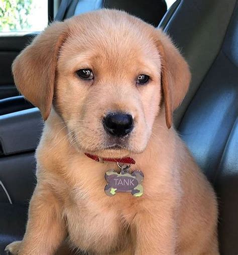 Labrador retriever puppies for sale and dogs for adoption in california, ca. Pomeranian Puppies Vancouver Wa - Pets Lovers