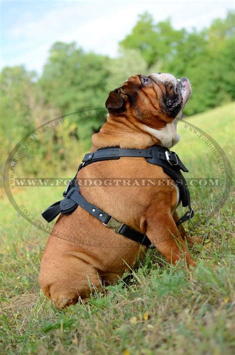 A harness is a simple and very effective piece of dog training equipment similar to collar by its functionality. Agitation / Protection / Attack Leather Dog Harness ...
