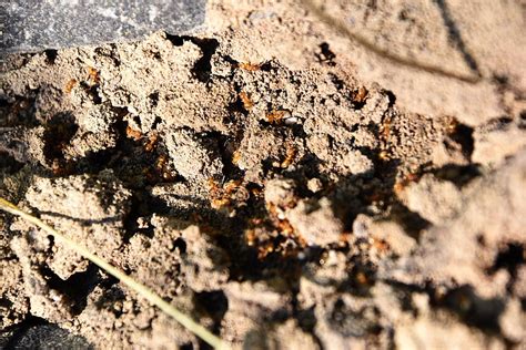 A crushed ant emits an alarm pheromone that the largest ants cut stalks, smaller workers chew the leaves and the smallest tend the fungus. Red Ant | Friends of Heene Cemetery