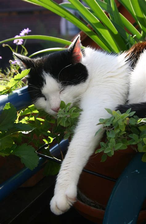 Can cats overdose on catnip? It's Not Just Catnip: Olfactory Enrichment for Cats