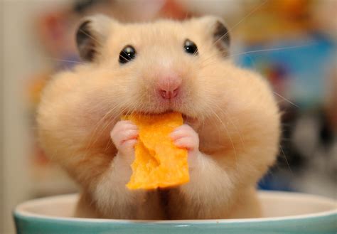 Maybe you would like to learn more about one of these? Cute Hamster Wallpaper (58+ images)