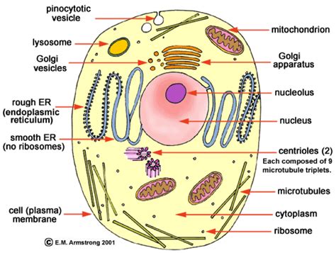 Animal cell structures, functions & diagrams. Biology: Cell Structure and Functions
