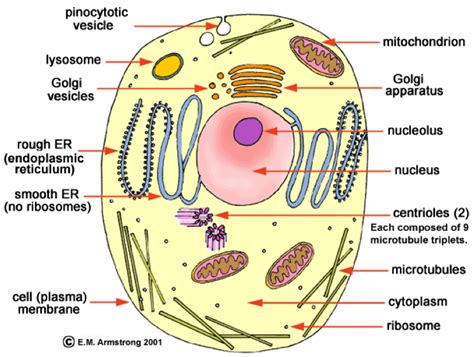 The animal cell diagram is widely asked in class 10 and 12 examinations and is beneficial to understand the structure and functions of an animal. Biology: Cell Structure and Functions