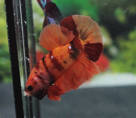 Candy koi betta is on facebook. Betta Fish - Betta Fish ideas #bettafish #fishbetta #72 ...