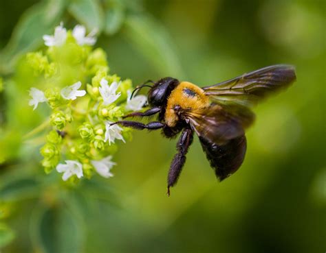 Maybe you would like to learn more about one of these? Bumble Bee at Work | Bee, Bumble bee, Bumble