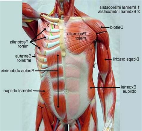 Even if you are not yet introducing why do most newcomers still fail? 85 best Anatomy lab 2 images on Pinterest | Anatomy and ...