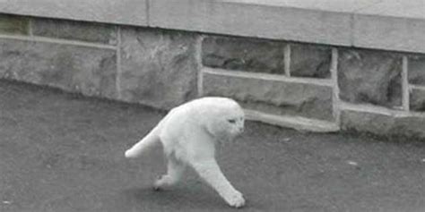 Le demi-chat photographié par Google Street View qui agite ... I just conjured a tiger on njt.