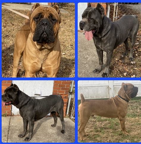 Why you shouldn't consider cane corso puppies for sale: Cane Corso Puppies For Sale | Louisville, KY #320350