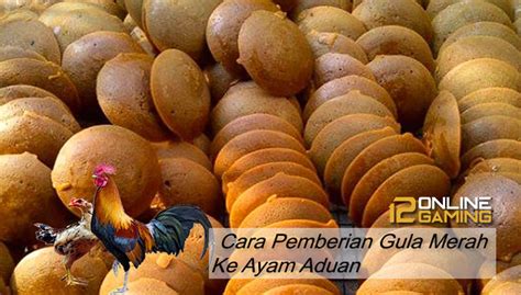 Hhmmmm yummy like, komen, dan subscribe. Cara Pemberian Gula Merah Pada Ayam Aduan - TIPS