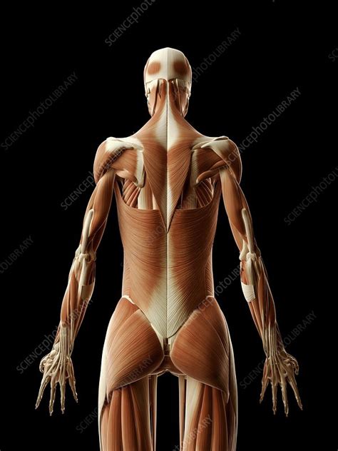 With major muscle names, front and back. Human back muscles, illustration - Stock Image - F010/9263 - Science Photo Library