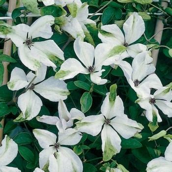 Buy this plant from 2 gardenality business profiles ». Clematis Viticella Alba Luxurians