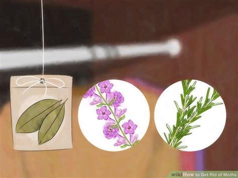 Any ideas of how to get them cleaned off the ceiling besides just vacuuming and does this mean they are all over? 4 Ways to Get Rid of Moths - wikiHow