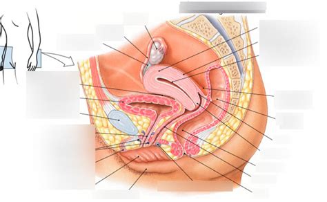 Find label body parts stock images in hd and millions. Female Body Parts Labeled - Body Parts Inside Stomach Human Anatomy - justme-anotheryou