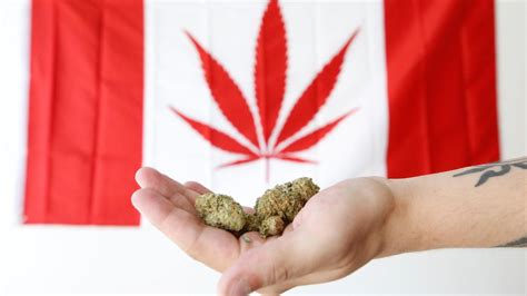 Goûter du sirop d'érable à longueur de journée pour 25 $ de l'heure: Au Canada, goûteur de cannabis n'est pas un métier fumeux ...