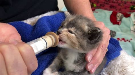 Do not overfeed as this can cause diarrhea and bloat. Bottle Feeding Kittens - YouTube