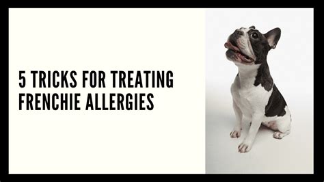 In some cases, severe allergic reactions can escalate to what is known as french bulldog ibd (inflammatory bowel disease). 5 TRICKS FOR TREATING FRENCHIE ALLERGIES - French Bulldog ...