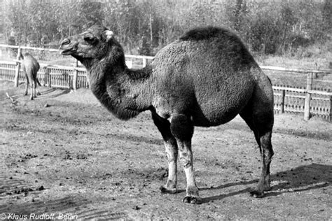 They have been used mainly as pack animals and for transportation. Pin on Domestic Critters