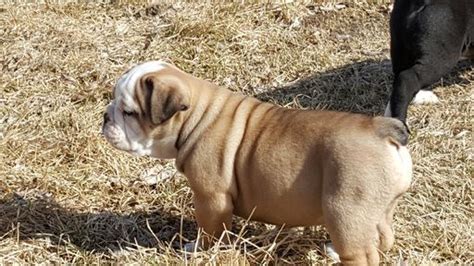 All of our english bulldog puppies for sale are akc registered, vaccinated up to date and come with a 1 year health guarantee. Litter of 3 Olde English Bulldogge puppies for sale in ...