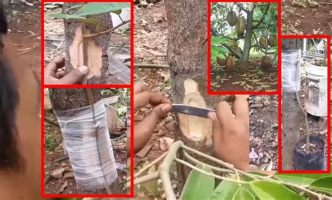 Cara menanam durian ini telah dilakukan oleh salah satu mitra kami yang bernama bapak yudi, dari batang. Kaedah Terbaru Cantum Durian Supaya Berbuah 3 Tahun ...