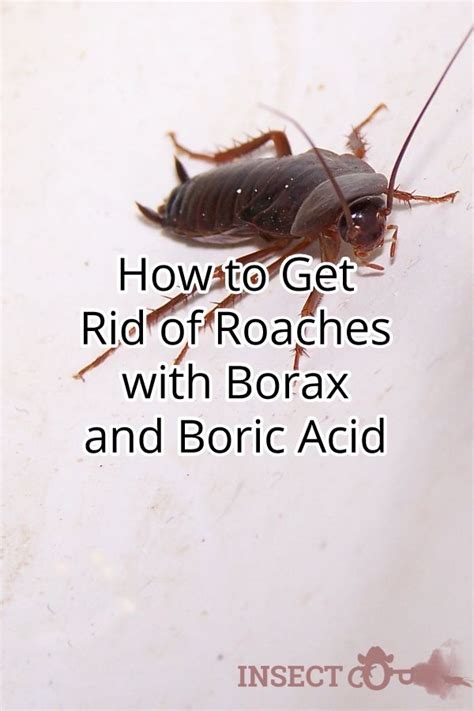 But have you wondered which is best? Pin on Cockroach control tips