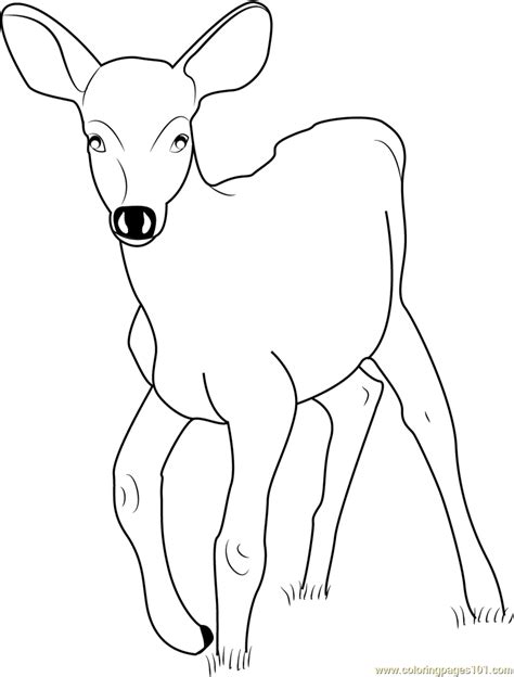 Coloring book of forest wild. Baby Deer Coloring Page - Free Deer Coloring Pages ...