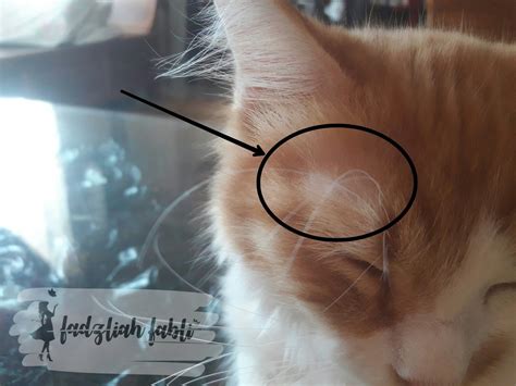 We did not find results for: Fadzliah Fabli: Cat Tips: Fungus Kucing