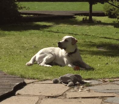 Huntsman mental health institute (formerly uni). 4 Reasons Why Dogs Are Good for Your Health - David R ...