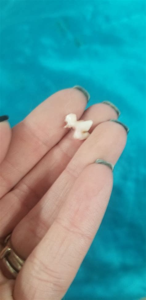 In total, puppies will develop 28 baby teeth, also known as deciduous teeth. My 5 month old puppy broke her molar in half. It's a baby ...