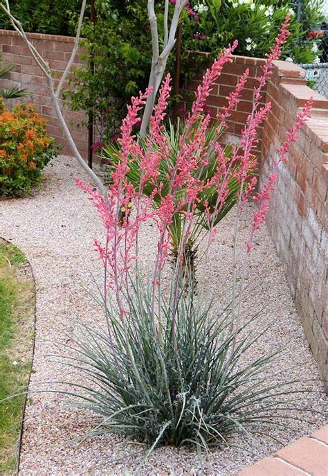 Red yucca is a beautiful hardy plant that can take the texas heat. Hesperaloe parviflora: Redflower False Yucca / Red Yucca ...