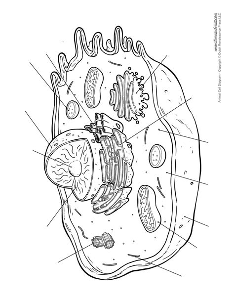 Easy diagram of animal cell. Blank Animal Cell Diagram - Tim van de Vall