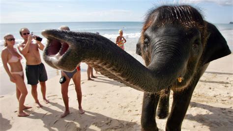 Русский пляж на джомтьен бич у отеля паттайя парк. Thailand: Eine Typologie der Urlauber am Strand auf Phuket ...