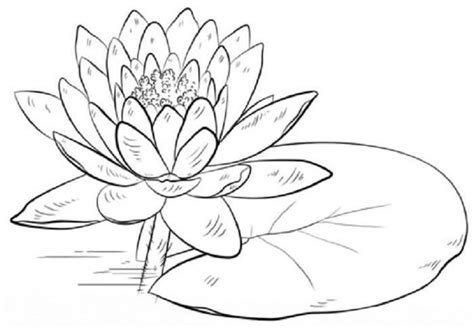 Check spelling or type a new query. Water Lily Coloring Pages | Lilies drawing, Water lily ...