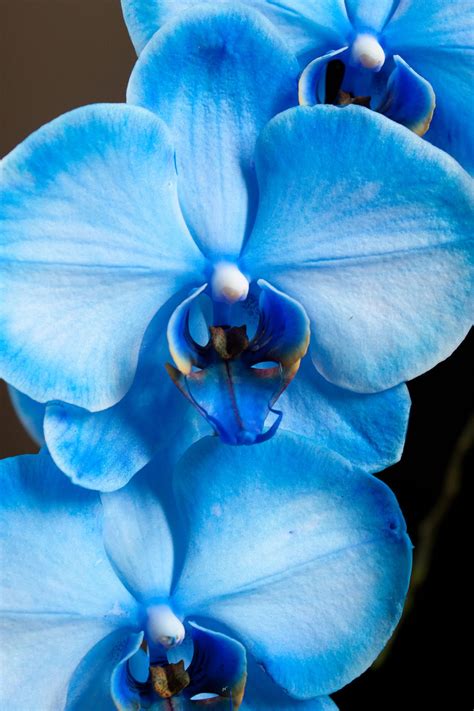 Blue orchid flowers on alibaba.com when making attractive decorations that last a long time. Pin on Orquideas "CVS"