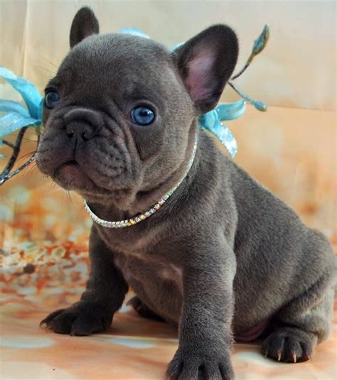 Bulldog francese nano (bouledogue français): French Bulldog Puppy ️ | Bulldog francese blu, Bulldog ...