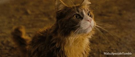 Disney+ is the exclusive home for your favorite movies and tv shows from disney, pixar, marvel, star wars, and national geographic. Cry, laugh, feel love, peace, panic! - Red Cat (From the ...