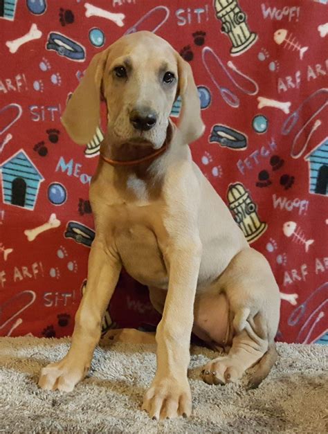 These pups are super friendly and do very well with little children, plus are also very playful! Jane: Female AKC Great Dane puppy [Chippewa Falls ...