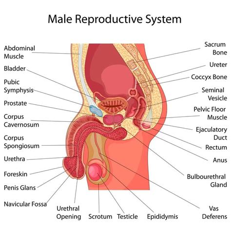 Learn about male reproductive system topic of biology in details explained by subject experts on vedantu.com. Varikozele | Krampfader Hoden - Ursachen und Therapie