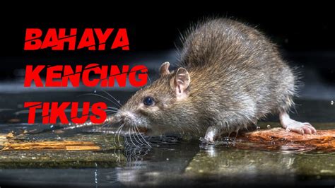 Jauhkan dari tempat yang mudah dijangkau tikus, agar terhindar dari penyebaran kencing tikus. Kencing tikus: seorang maut, empat masih dirawat di HSNZ