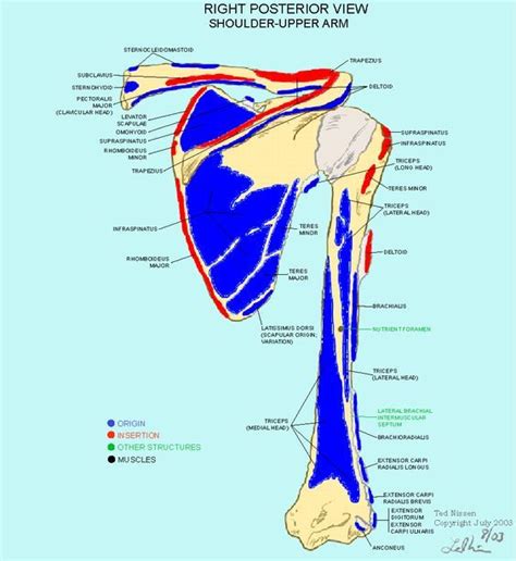 The muscles of the upper arm are split into anterior and posterior compartments. Muscle Bone Attachments | Muscle anatomy, Muscle, Body map
