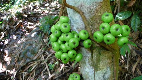 The shape of the fruit and rough texture makes it look like a rough lemon which is used for rootstock in the united states. Green Wild fruit tree.JPG Hi-Res 720p HD