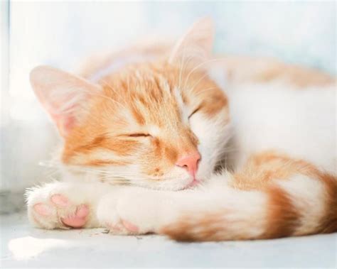 Cats have sleep cycles like humans do. Do This When You Feel Sleepy At Work | Cats, Feeling ...