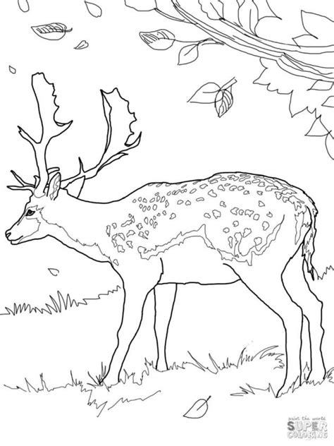 You could also print the picture. Get This Deer Coloring Pages Free Realistic Deer Printable