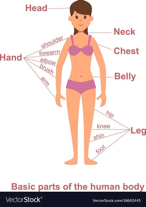 Parts of the body, human body parts: Main parts of human body on female figure Vector Image
