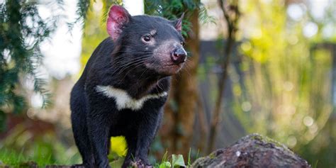 Image captionfighting cancer with evolution: Tasman Peninsula Things To Do e.g. the Port Arthur ...