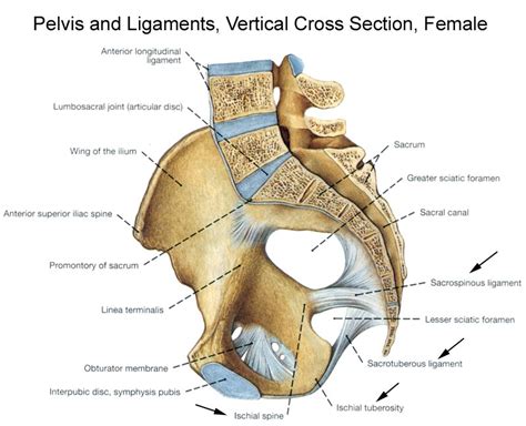 Whether it's to pass that big test, qualify for that big promotion or even master that cooking technique; Bony Pelvis Anatomy | Bone and Spine