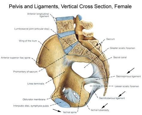 It is ideal for demonstrating or learning the detailed anatomy of the female pelvis. Bony Pelvis Anatomy | Bone and Spine