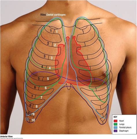 The subclavian vein is a continuation of the axillary vein, which is located under the arm. Anatomy Of Body What Under Rib Age / This video includes ...