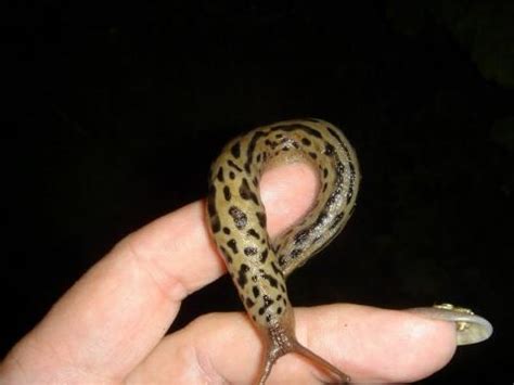 Tigerschnegel fressen andere nacktschnecken und deren gelege und sind daher ganz wichtige nützlinge im garten insbesondere um die anzahl der roten nacktschnecken ein zudämmen. Nacktschnecke mit Leopardenmuster??? (Tiere, Garten ...