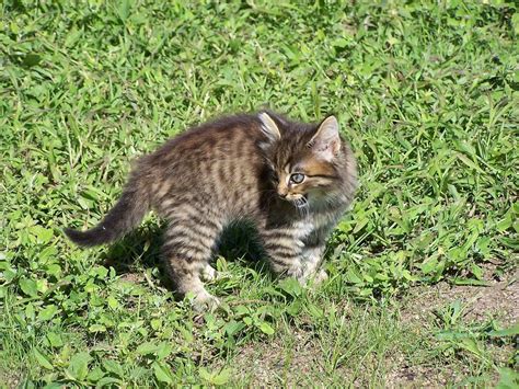 One of the kittens in this litter was paralyzed with fear. How to Tame a Feral Cat | Feral cats, Feral kittens, Cats