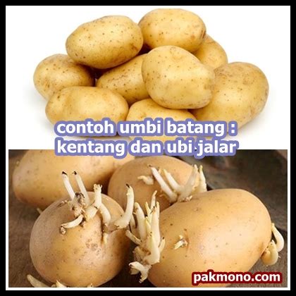 Oleh sebab itu, kentang termasuk umbi batang dan bukan umbi akar. Ciri-ciri umbi lapis dan umbi batang beserta contohnya - Pak Mono